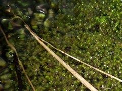 Clasmatocolea vermicularis