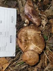 Phlegmacium caesiocolor