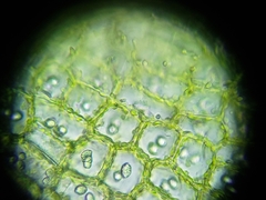 Clasmatocolea vermicularis