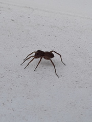 Lycosidae