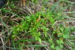 Berberis chingshuiensis