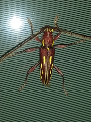 Ambonus distinctus