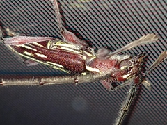 Ambonus distinctus