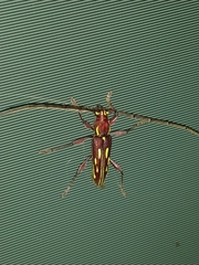 Ambonus distinctus