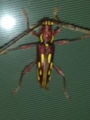 Ambonus distinctus