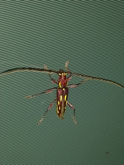 Ambonus distinctus