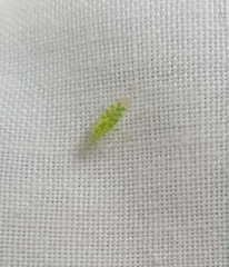 Malacocoris chlorizans