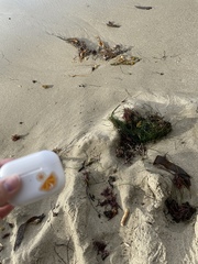 Macrocystis pyrifera