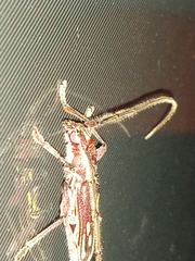 Ambonus distinctus