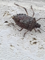 Halyomorpha halys