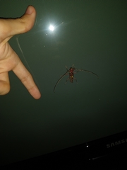 Ambonus distinctus