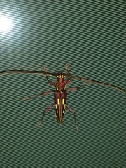 Ambonus distinctus