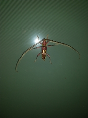 Ambonus distinctus