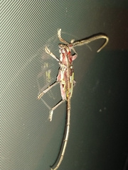 Ambonus distinctus
