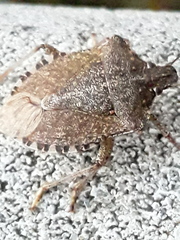 Halyomorpha halys