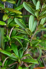 Berberis chingshuiensis