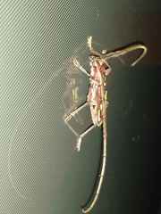 Ambonus distinctus
