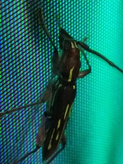 Ambonus distinctus