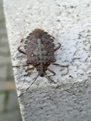 Halyomorpha halys