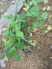 Euphorbia tithymaloides