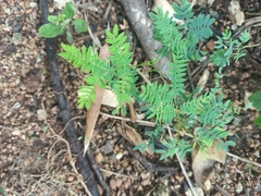 Caesalpinia pulcherrima