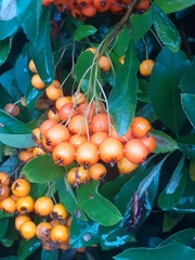 Pyracantha coccinea