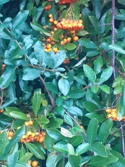 Pyracantha coccinea
