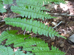 Adiantum wilesianum