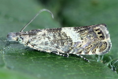 Dichrorampha agilana