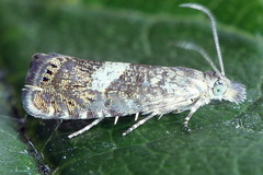 Dichrorampha agilana