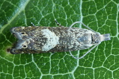 Dichrorampha agilana