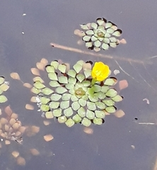 Ludwigia sedoides