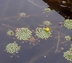 Ludwigia sedoides
