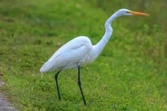 Ardea alba