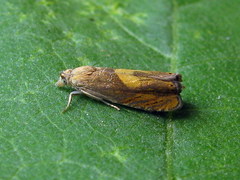 Dichrorampha flavidorsana