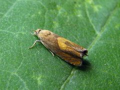 Dichrorampha flavidorsana