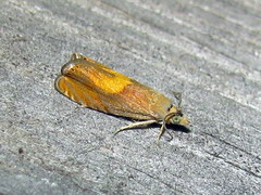 Dichrorampha flavidorsana