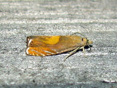 Dichrorampha flavidorsana