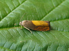 Dichrorampha flavidorsana