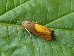 Dichrorampha flavidorsana