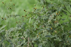 Bidens pilosa pilosa