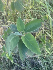 Cordia boissieri