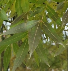 Fraxinus