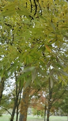 Fraxinus