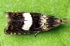 Dichrorampha sequana