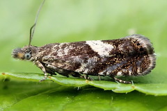 Dichrorampha sequana