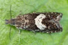 Dichrorampha sequana
