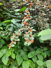 Cotoneaster sternianus