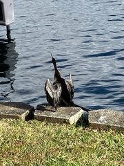 Anhinga