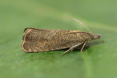 Dichrorampha simpliciana